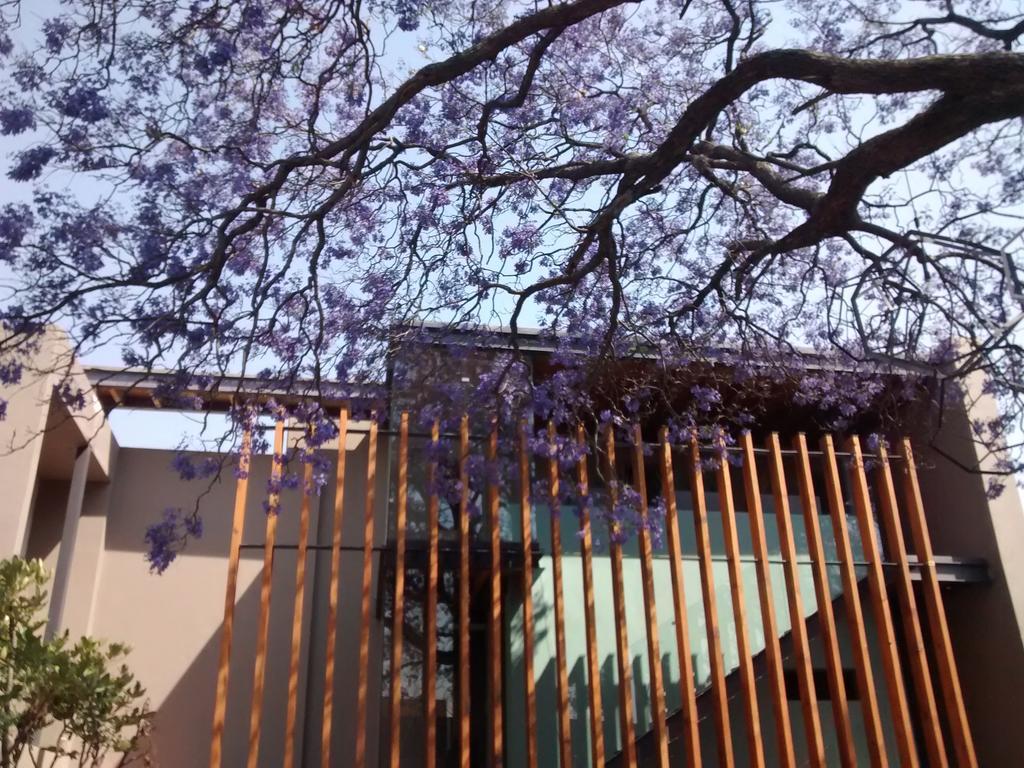 Hotel Criol Querétaro Extérieur photo Jacaranda trees in bloom at the University of Pretoria